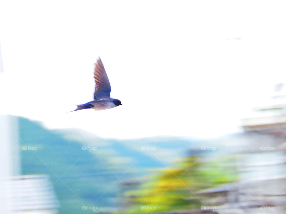 Flying Swallow