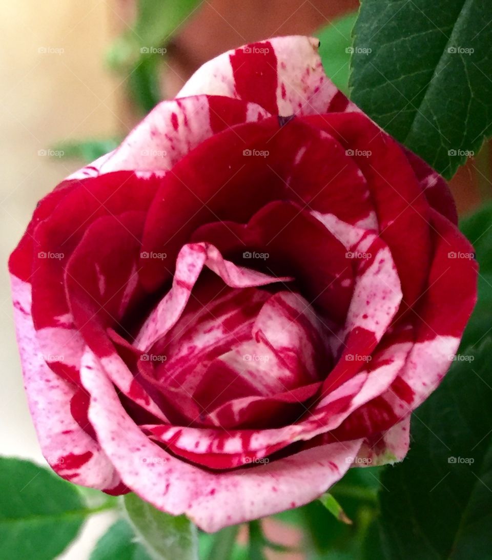 Harlequin Rose