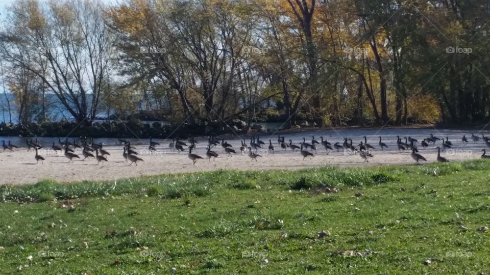 Candian geese, Lake Erie