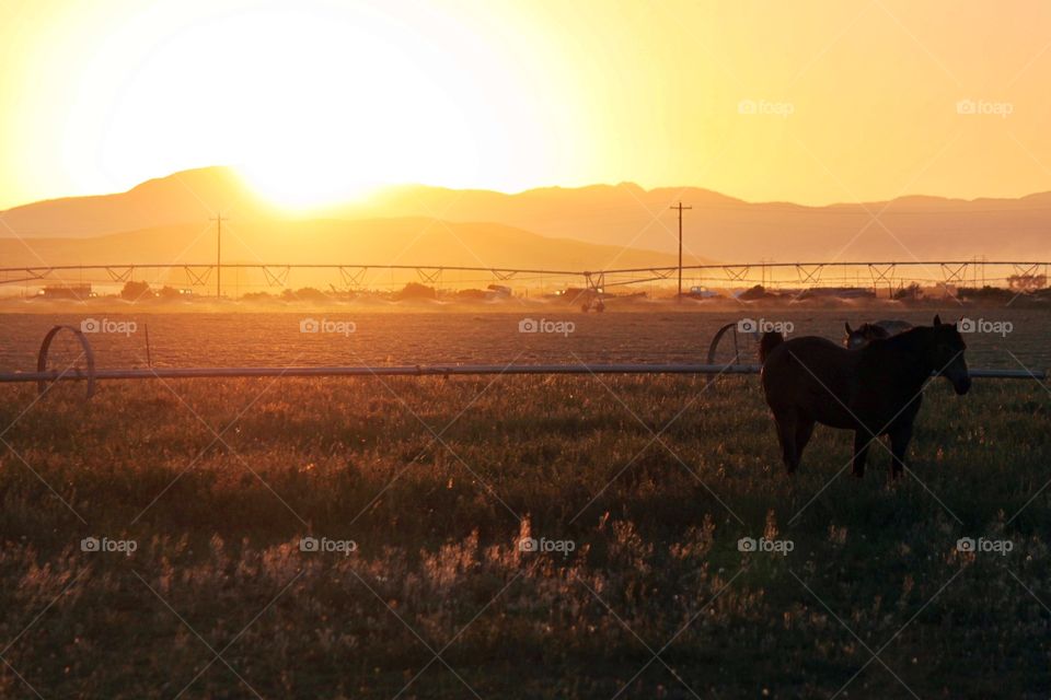 Sunset on the farm with horse