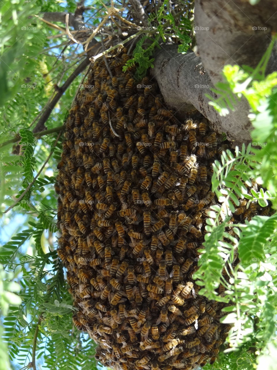 Swarm of Bees in Tucson AZ