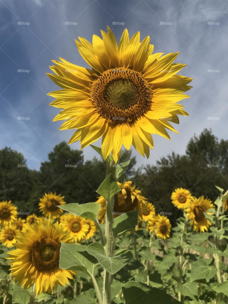 Single sunflower rising above sunflower field