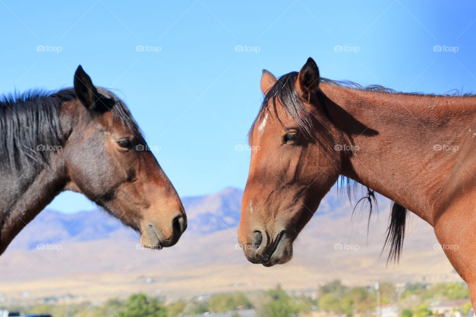 Two wild American Mustangs facing each other in Nevadas High Sierras with mountains in backdrop