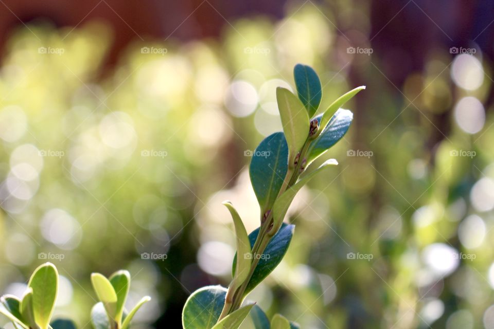 Evergreen Shrubs 