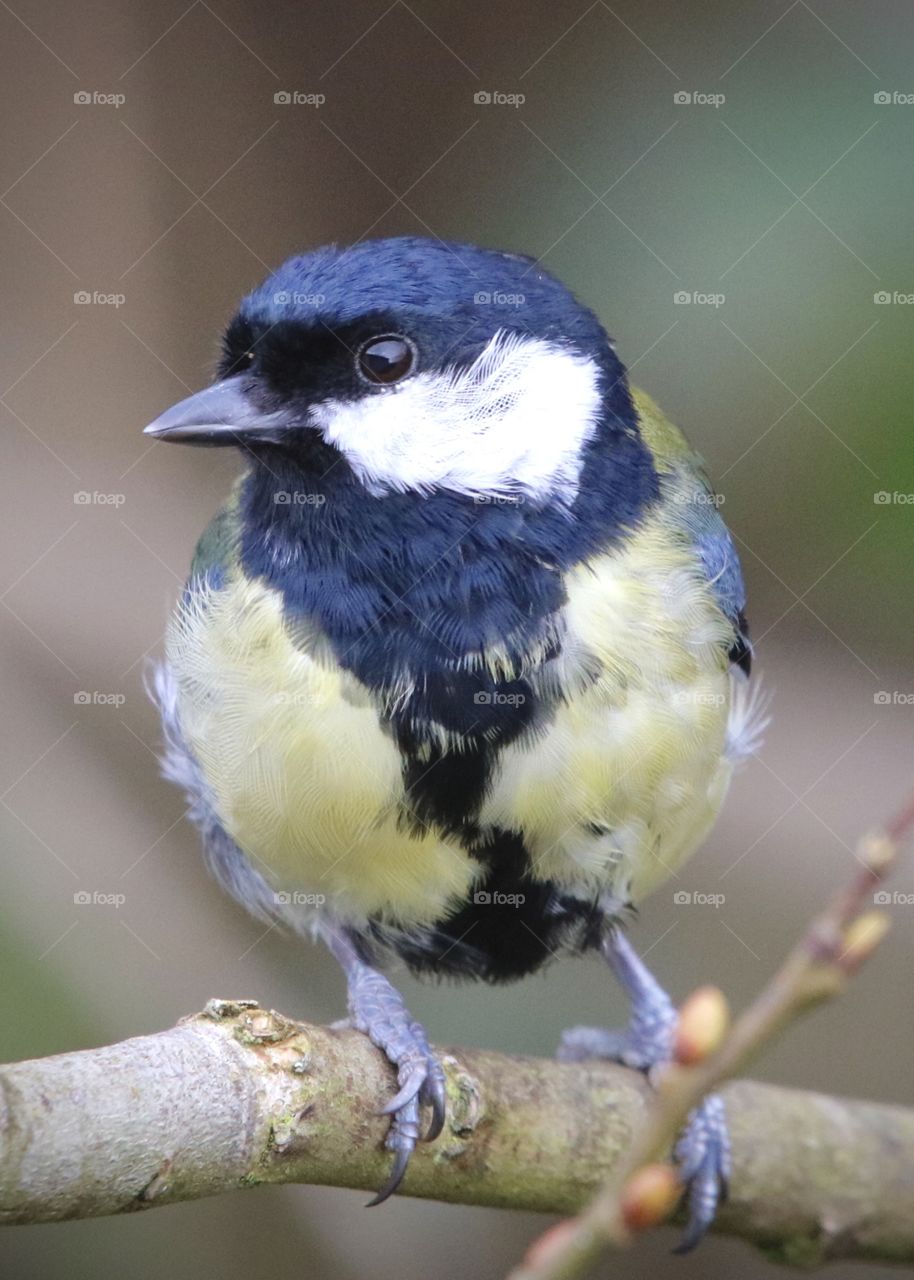 titmouse