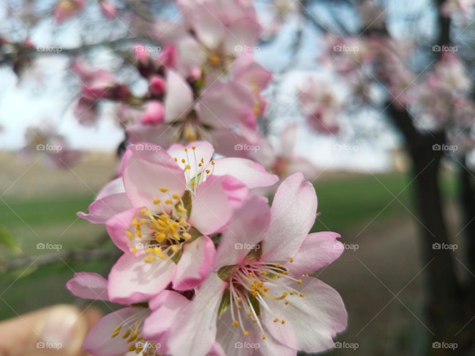 An image containing the flowers of an almond tree