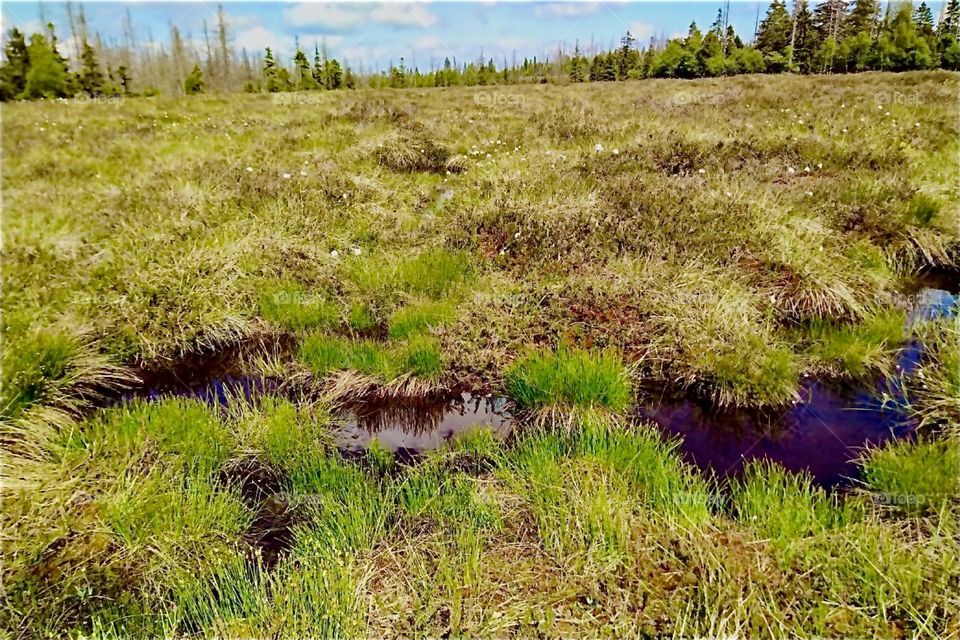 This is peatland by „Torfhaus“ in „Harz“, „Saxony-Anhalt“ in former „East Germany“, the „DDR“ or „German Democratic Republic“. 2024. Hypnotic Productions
