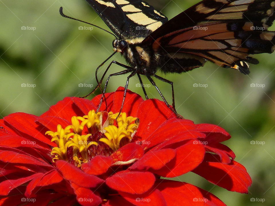 Bright red flower with butterfly