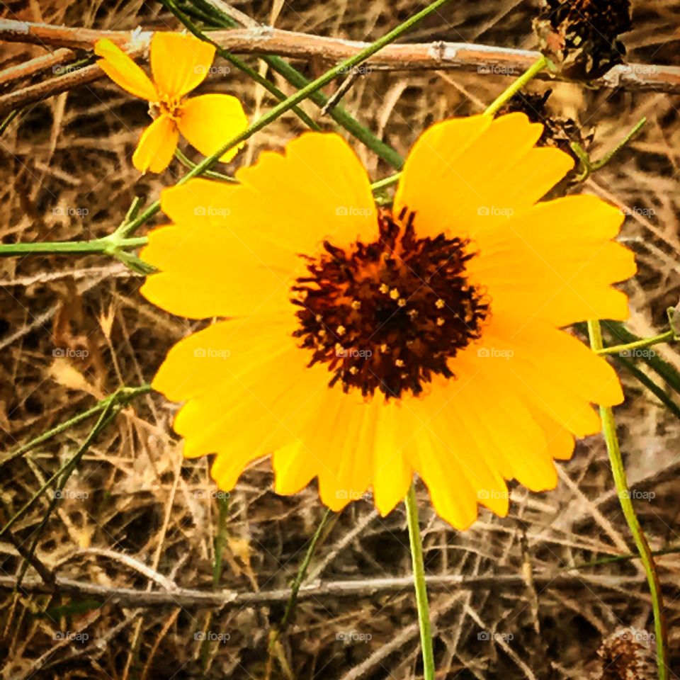 A flower full of sun