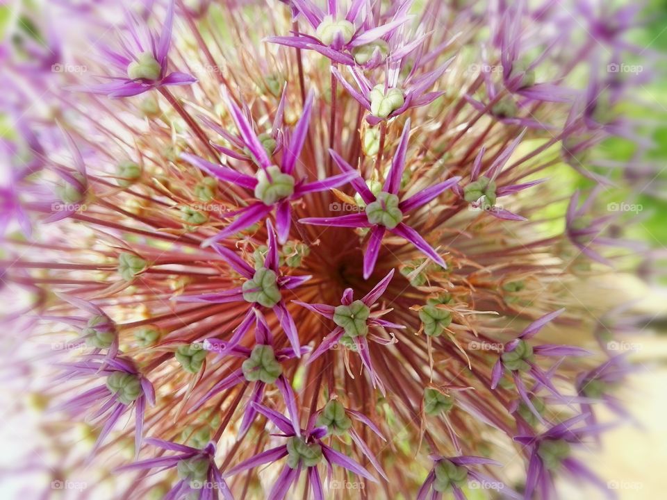 Close-up of blooming flower