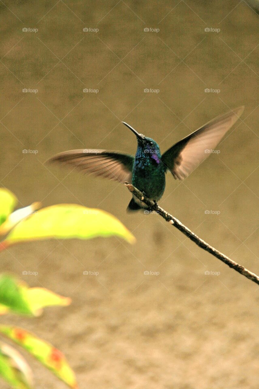 Colibri