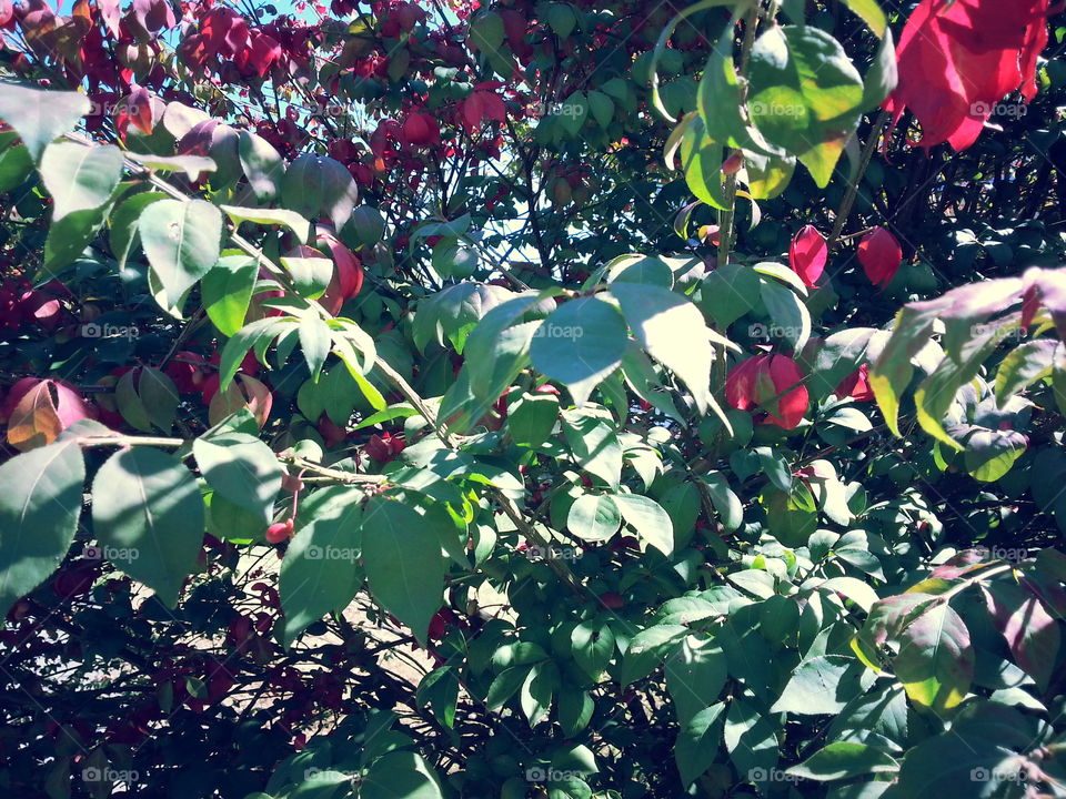 Leaf, Nature, Flower, Outdoors, Flora