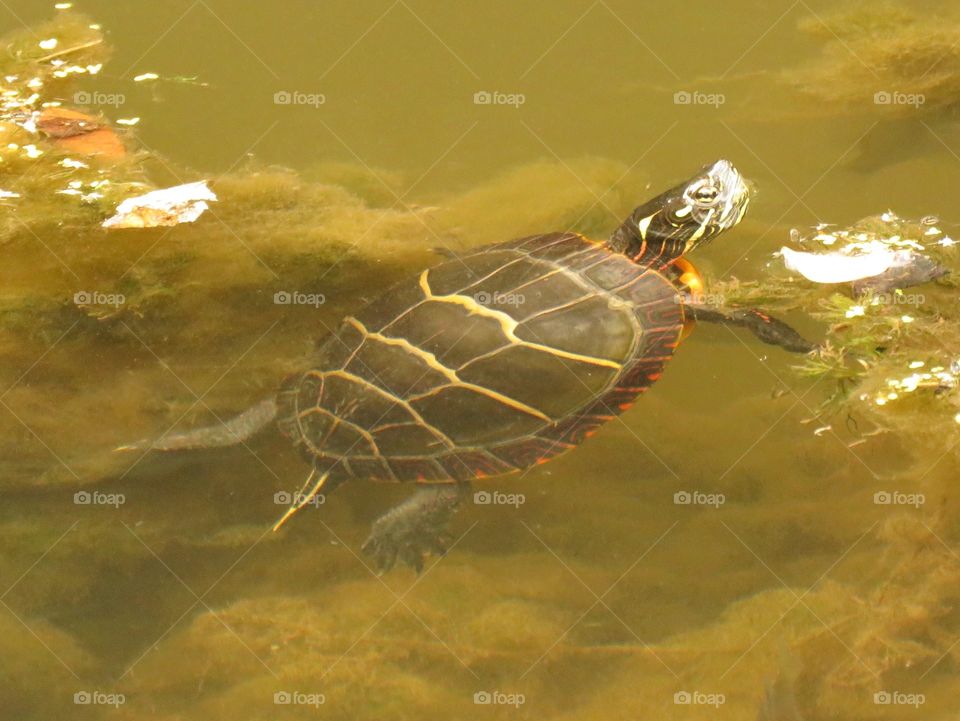 Painter slider turtle swimming. 