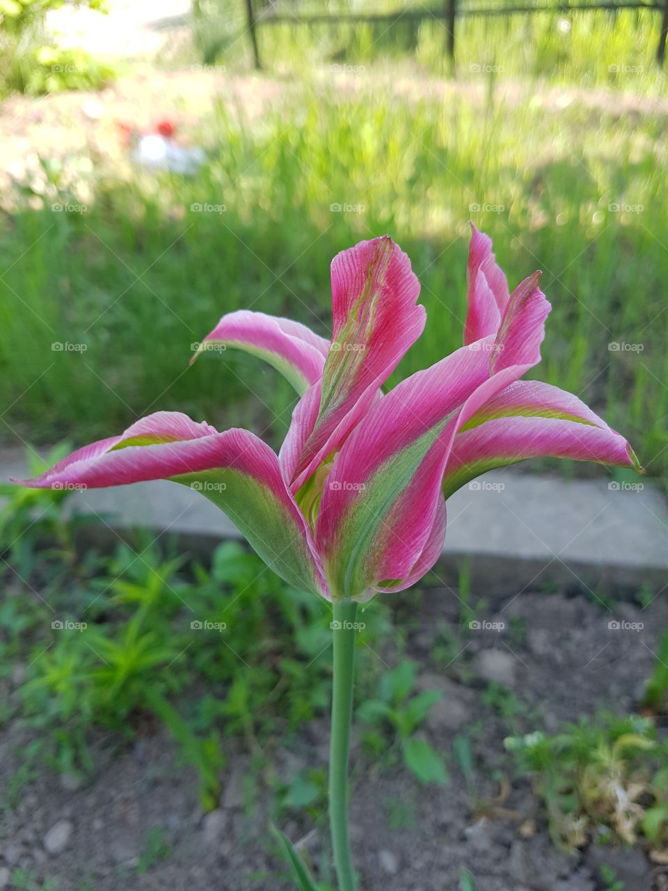 Tulip