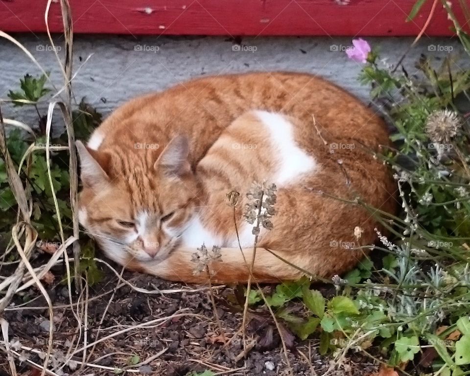 Cat laying in the flowerbed