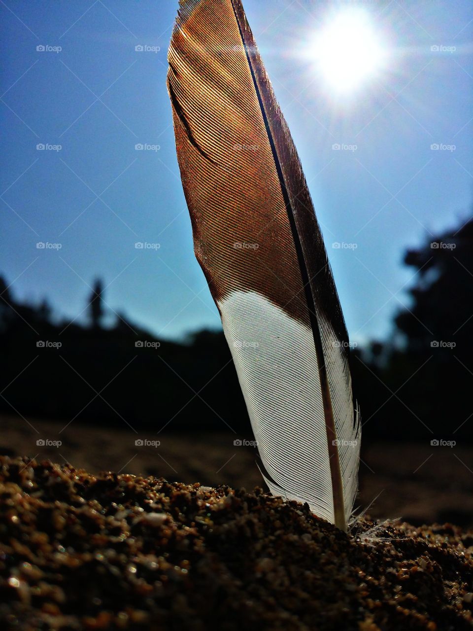 Feather in soil at day