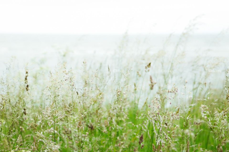 Straws on the beach