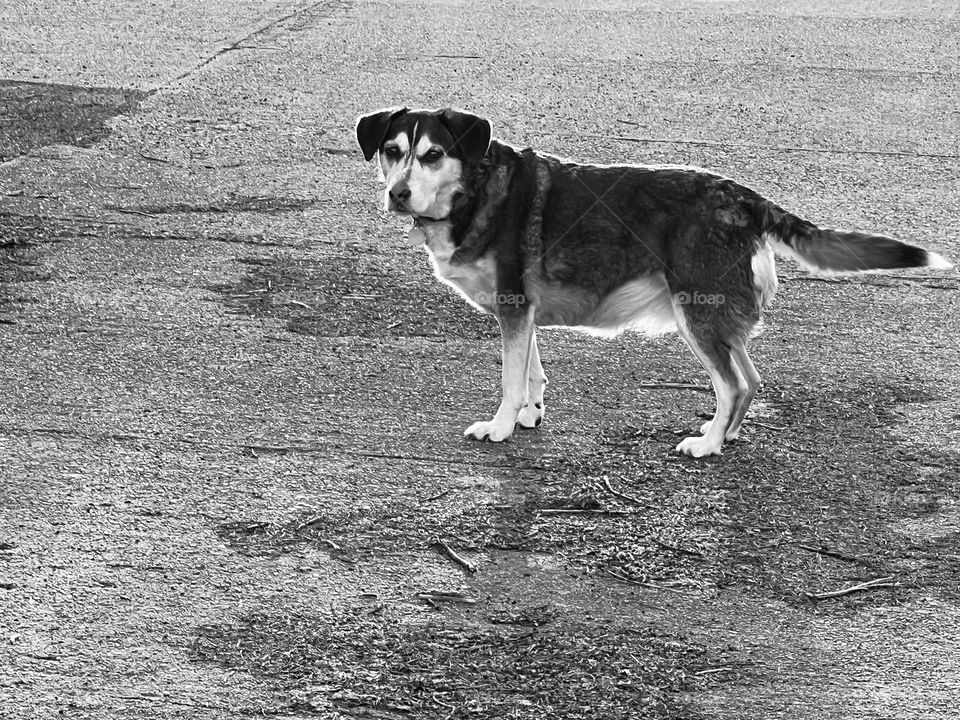 Just a pup enjoying the outdoors