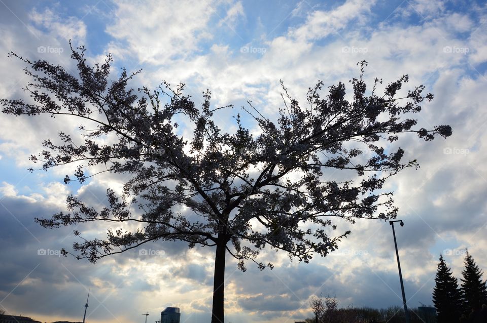 Cherry at evening sky