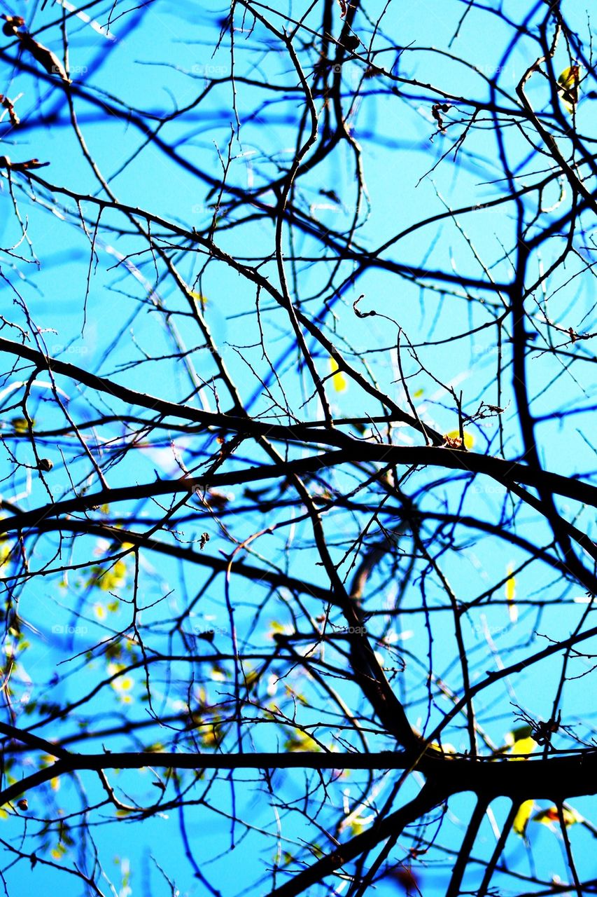 Branches 