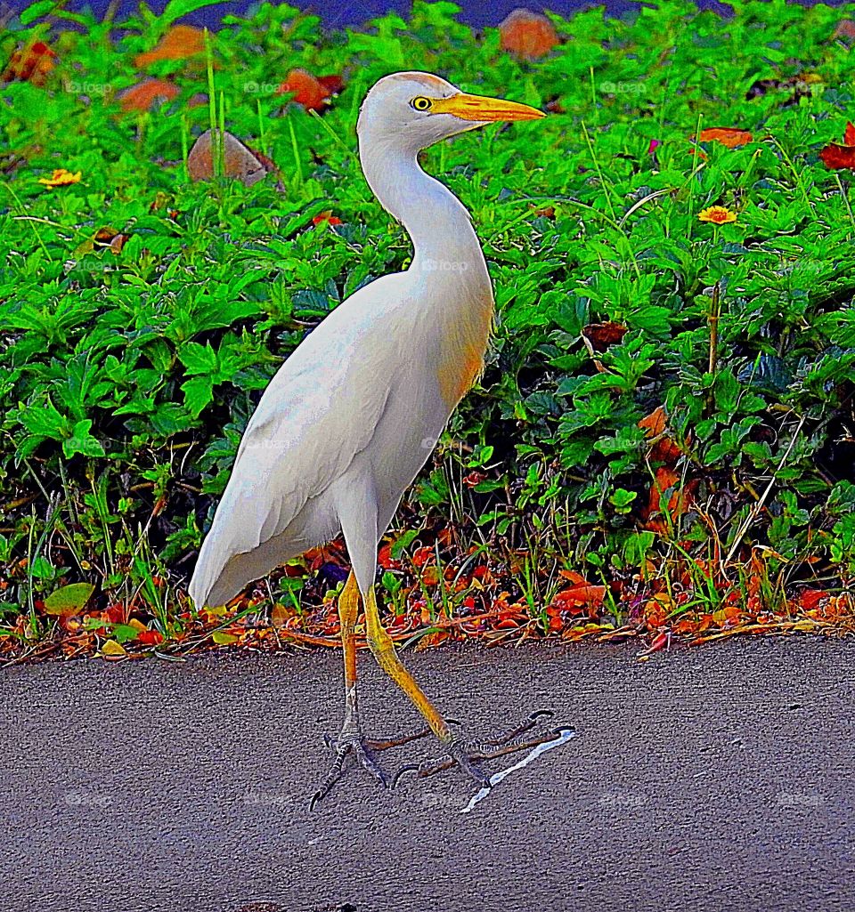 Great White Egret
