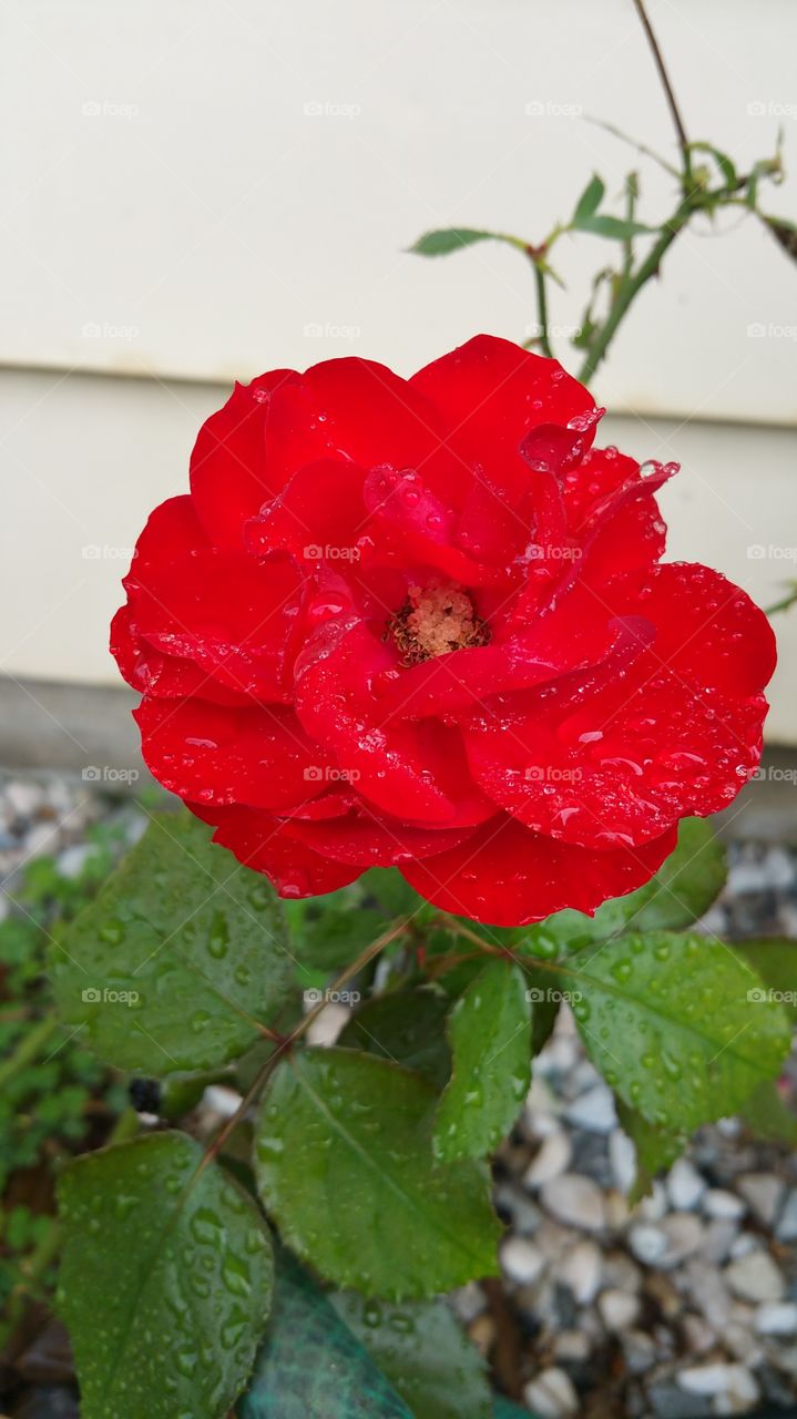 Red Rose After the Rain