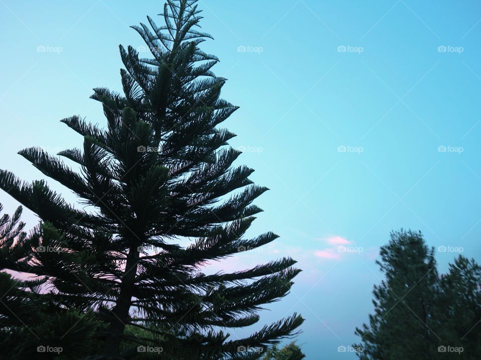 sky blue with tree