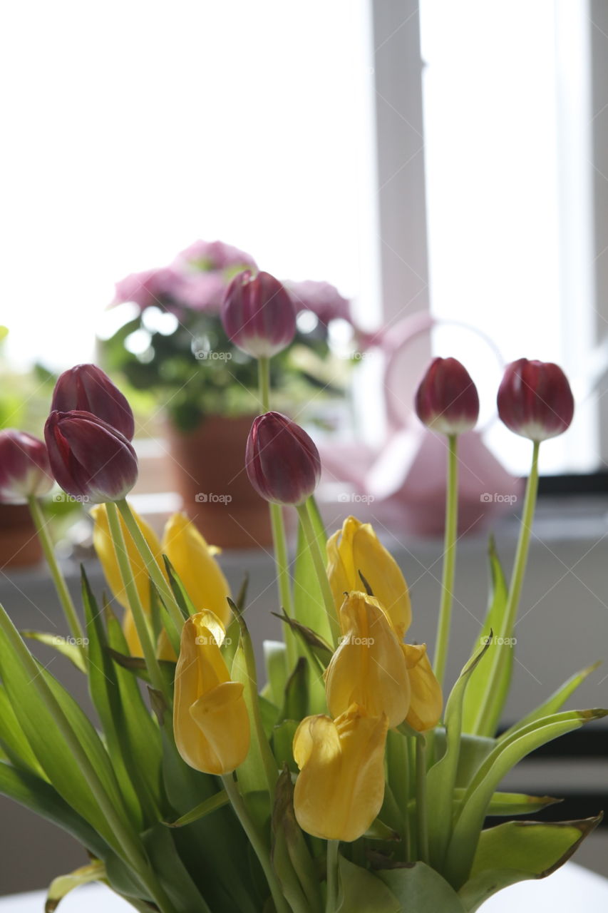Tulips in vase

