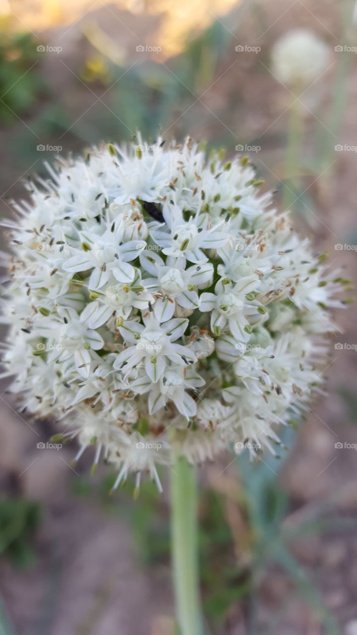 onion flowers