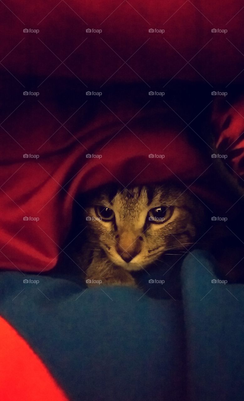 cat afraid of a thunderstorm