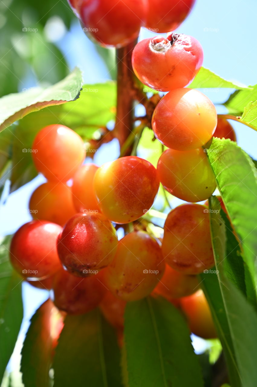 Group of cherries 