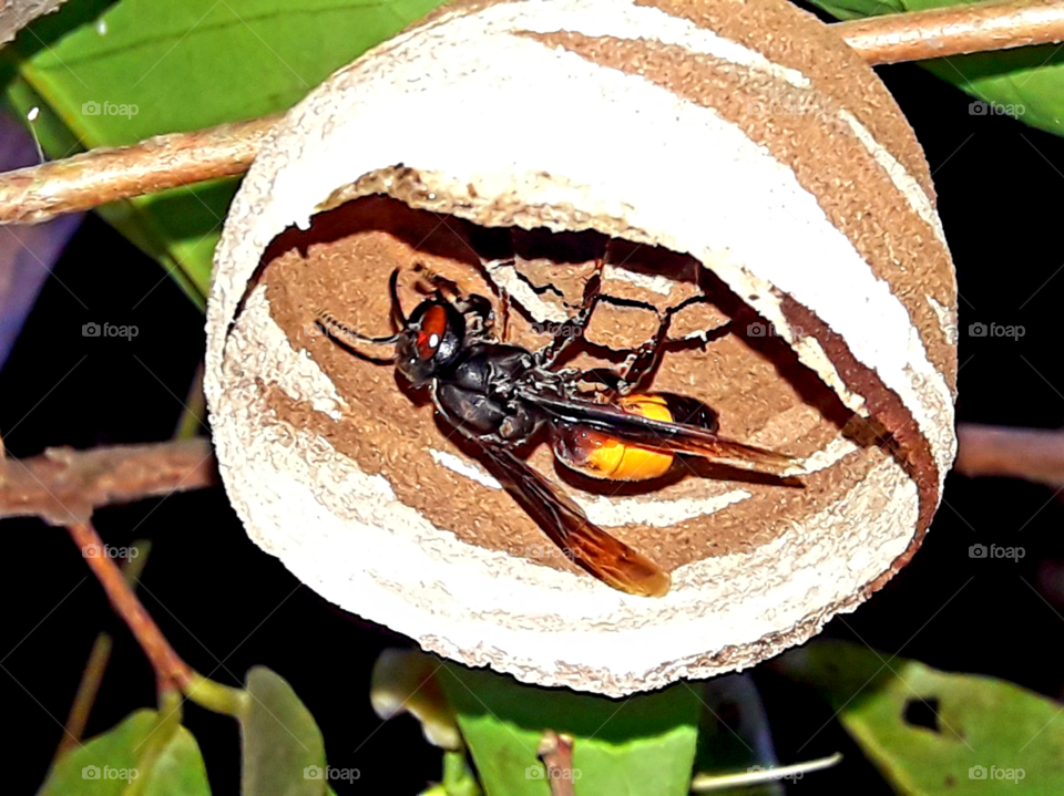 A Greater banded hornet making nest on a branch.