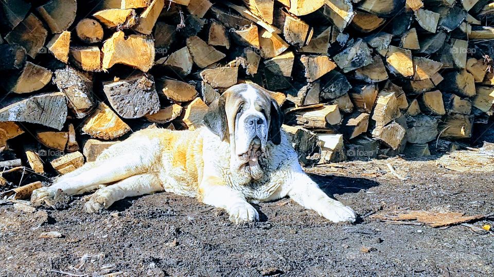 beautiful dog in Paltinis