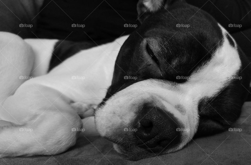 Sleeping dog