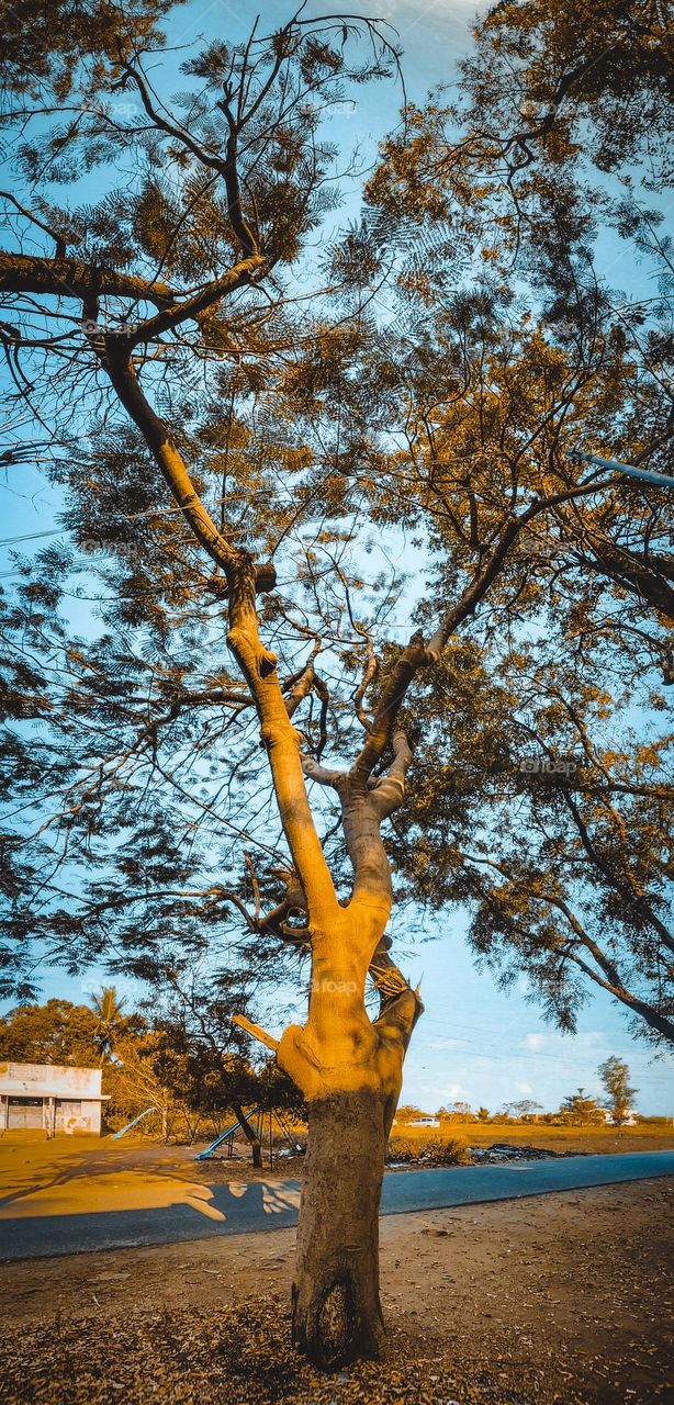 Nature photography - Panoramic view of a tree 