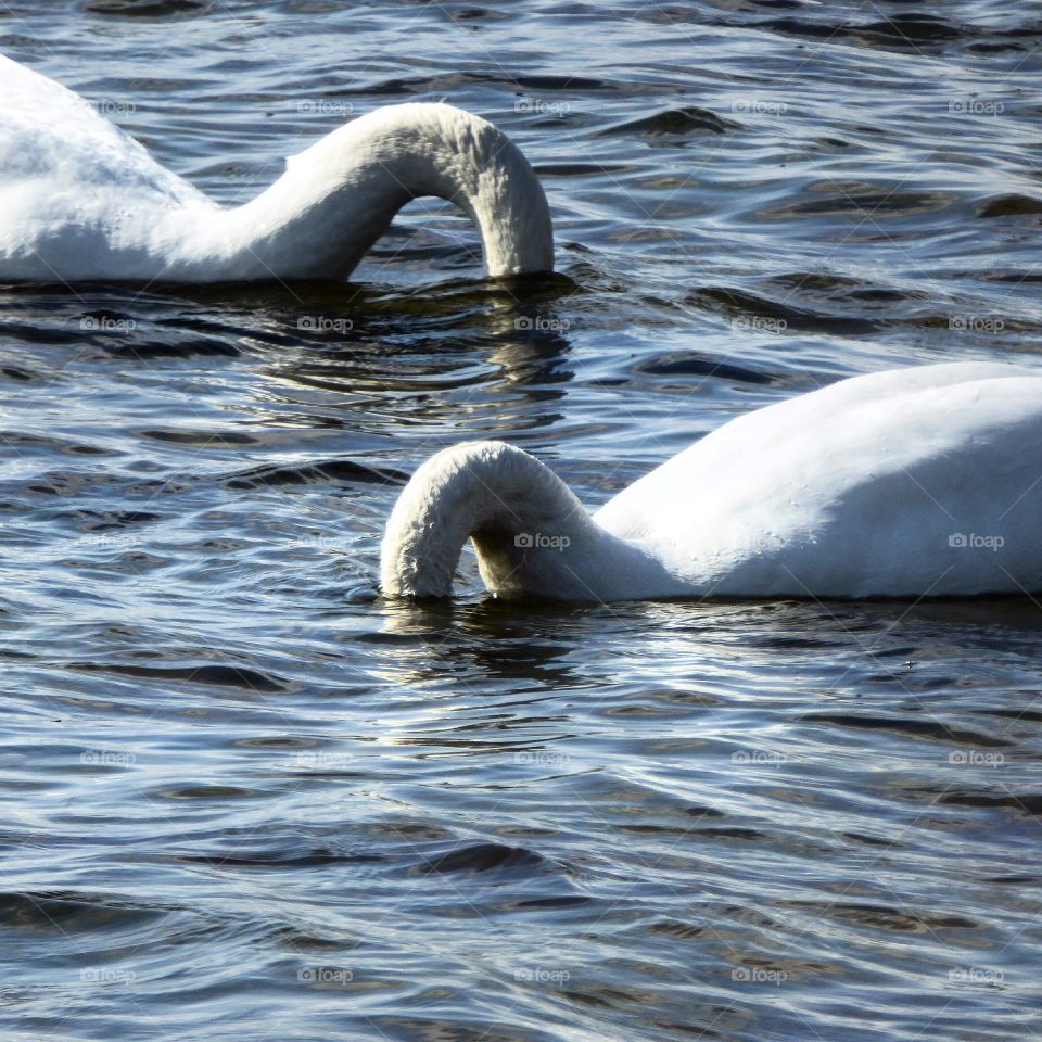 Watergame
Swan
Denmark