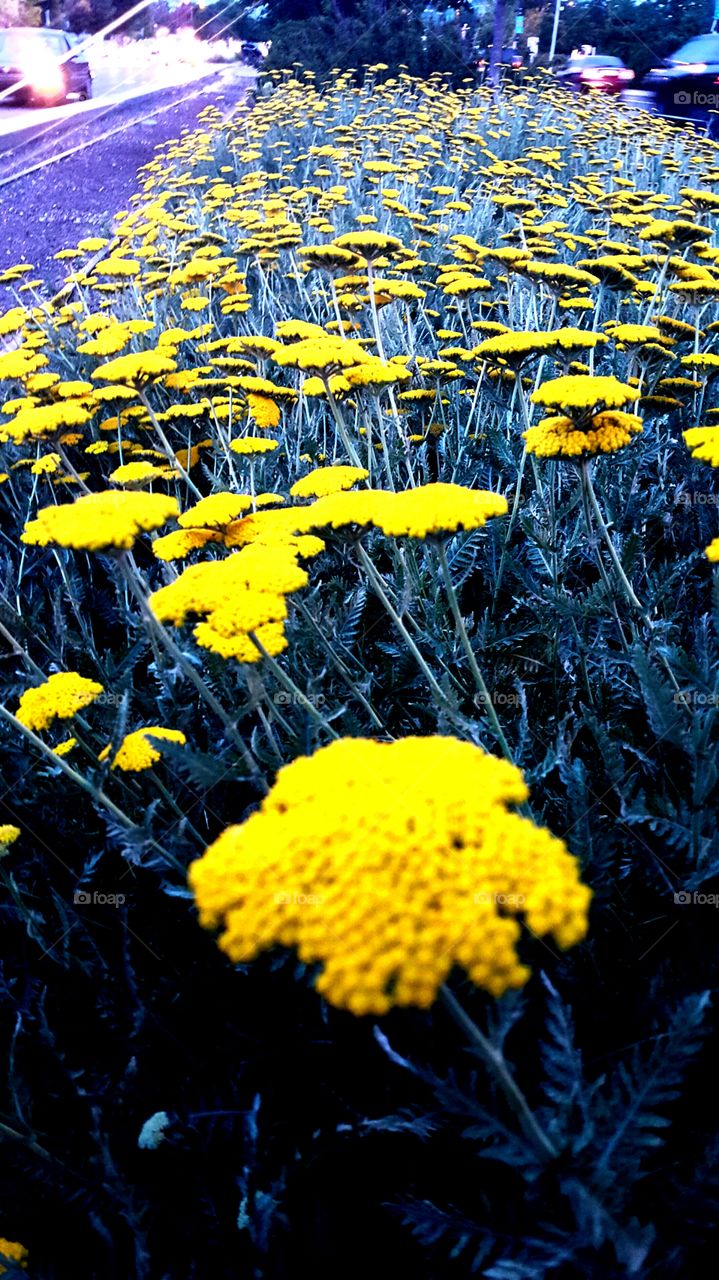 Nature, No Person, Flora, Flower, Outdoors