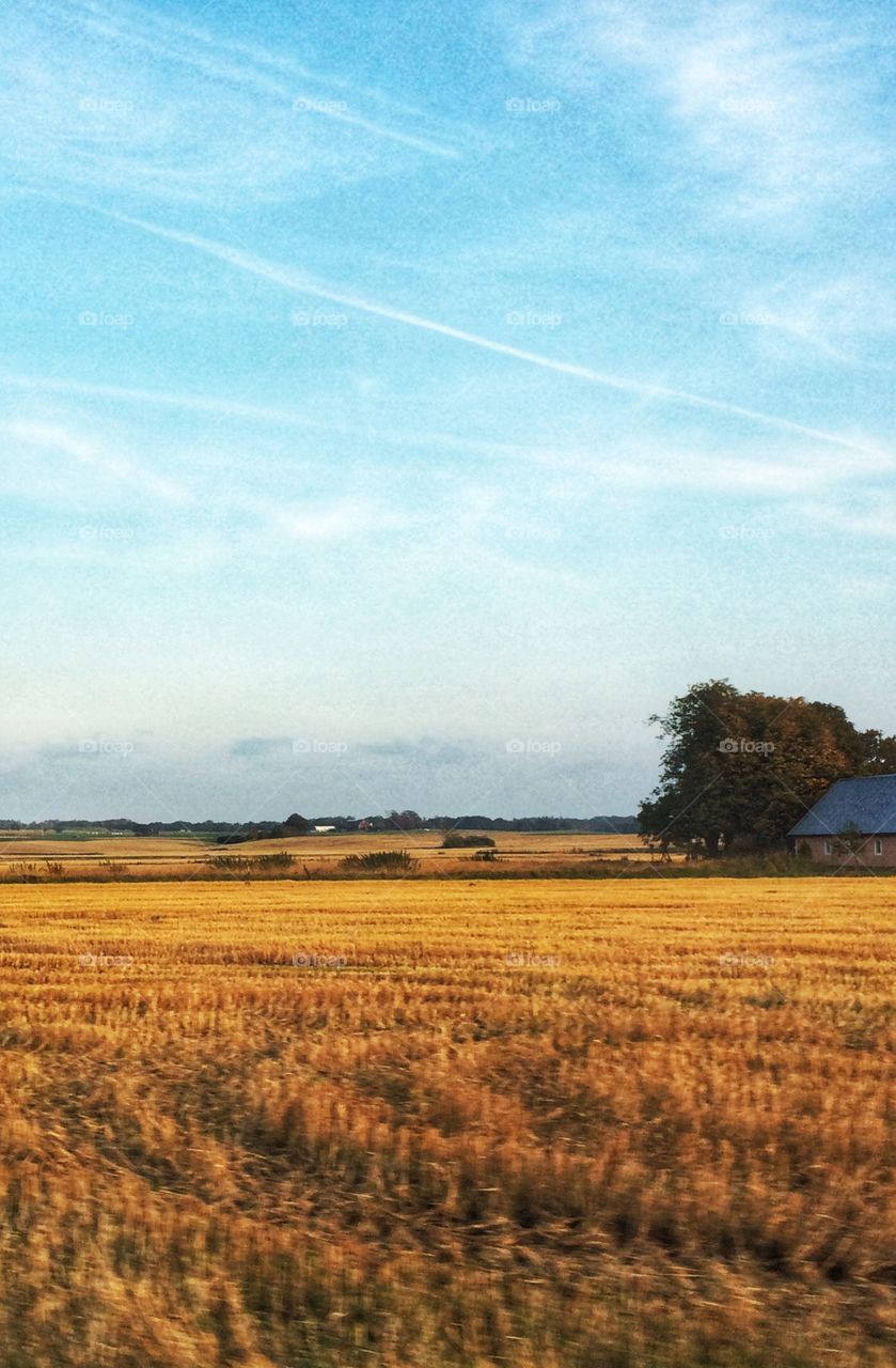 September  fields