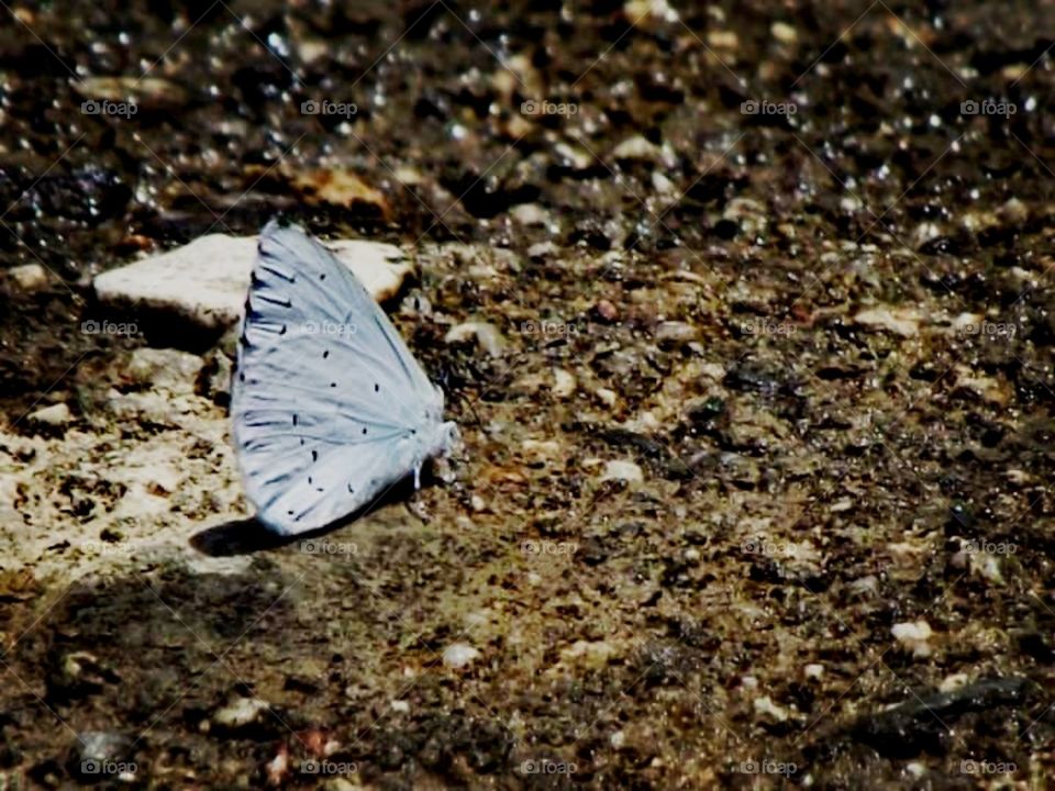 Bluebutterfly
