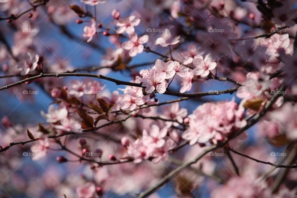 Spring blooming tree in pink