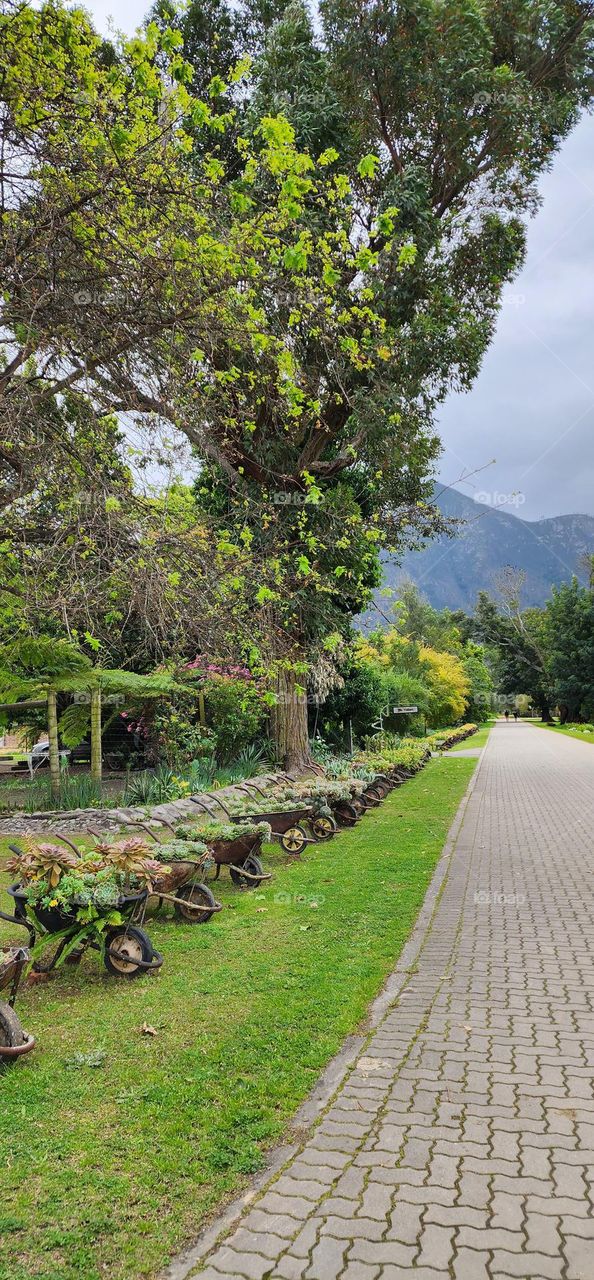 Beautiful wheelbarrows garden in Stormsriver Village in South Africa