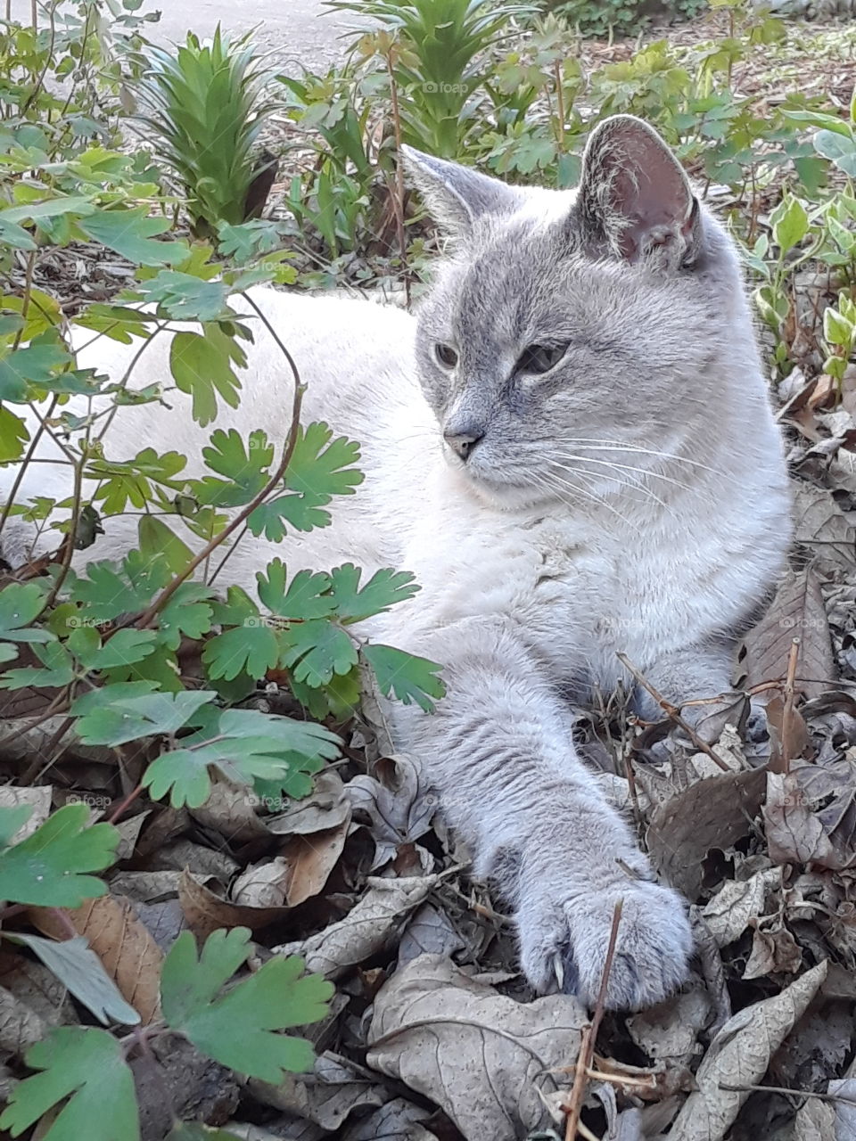 Siamese Tabby in the garden