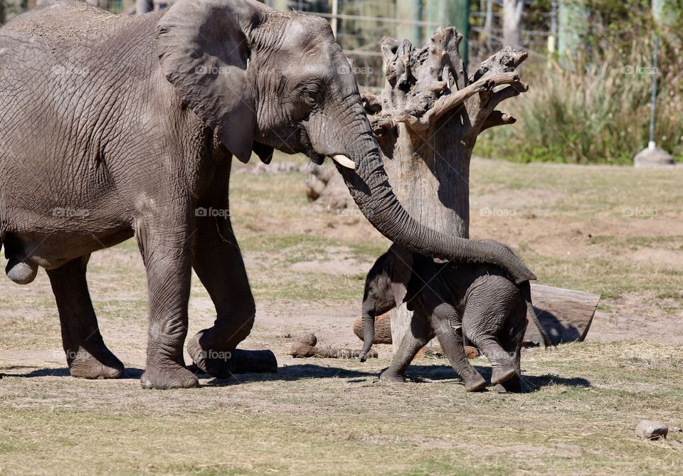 Baby Elephant