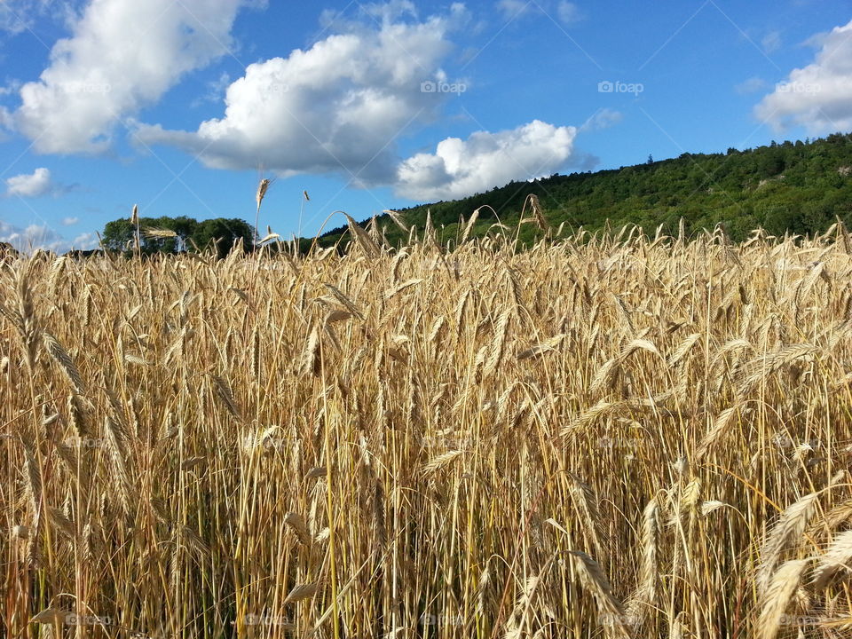 Rye field
