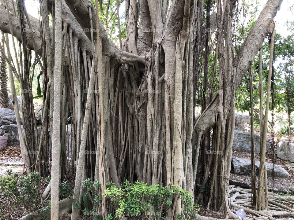 Shape of the nature, Pukae Botanical Garden.