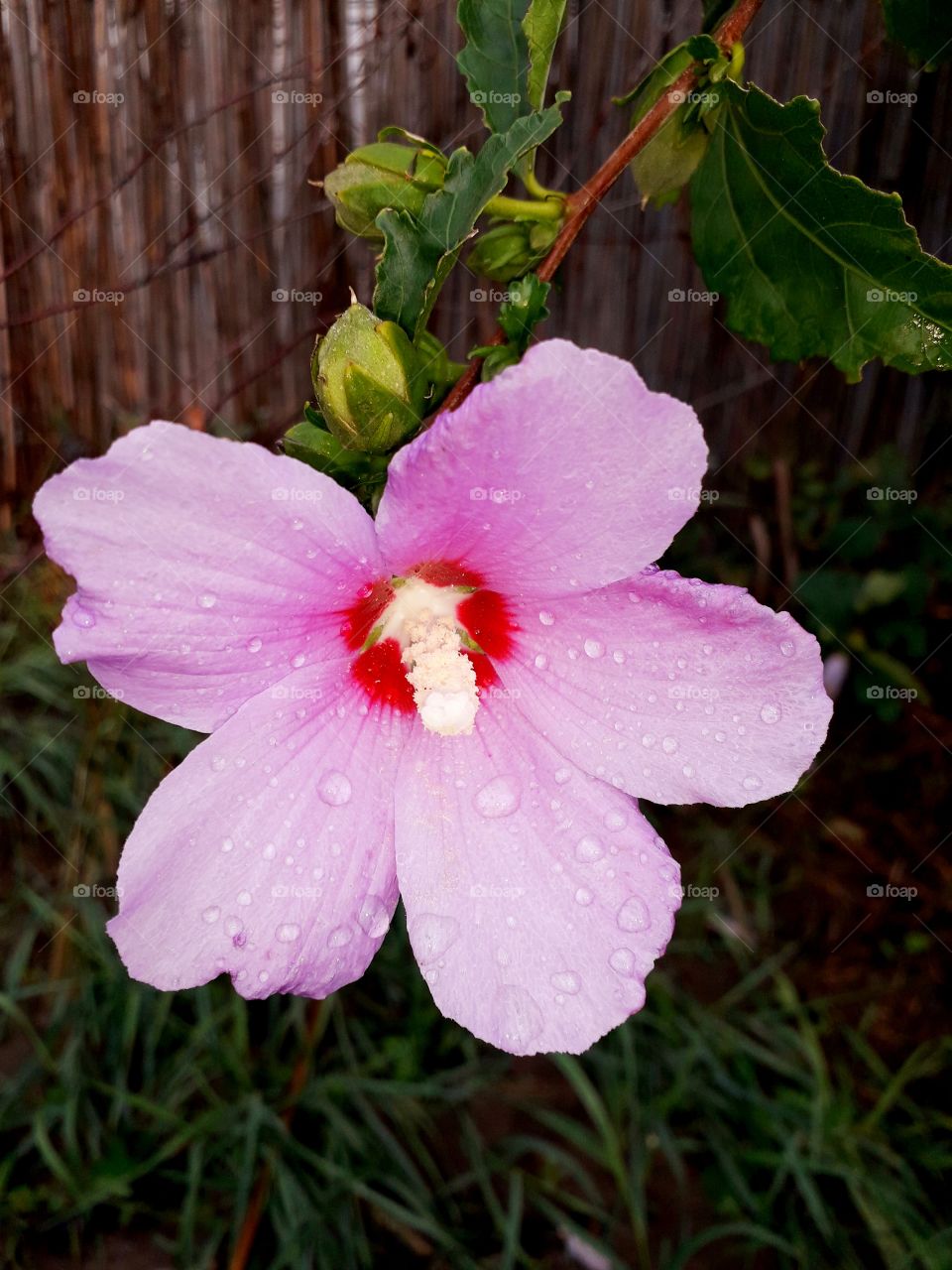 pink flower with dew