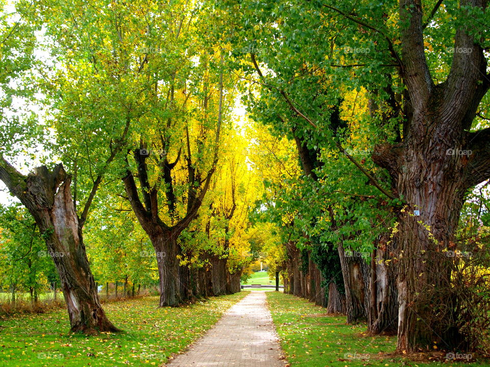 alley with colourful trees in Stuttgart, Germany