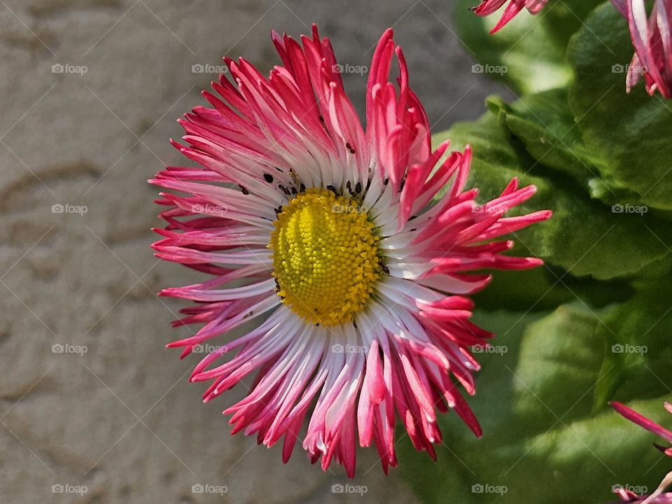 precious flower with pink tips