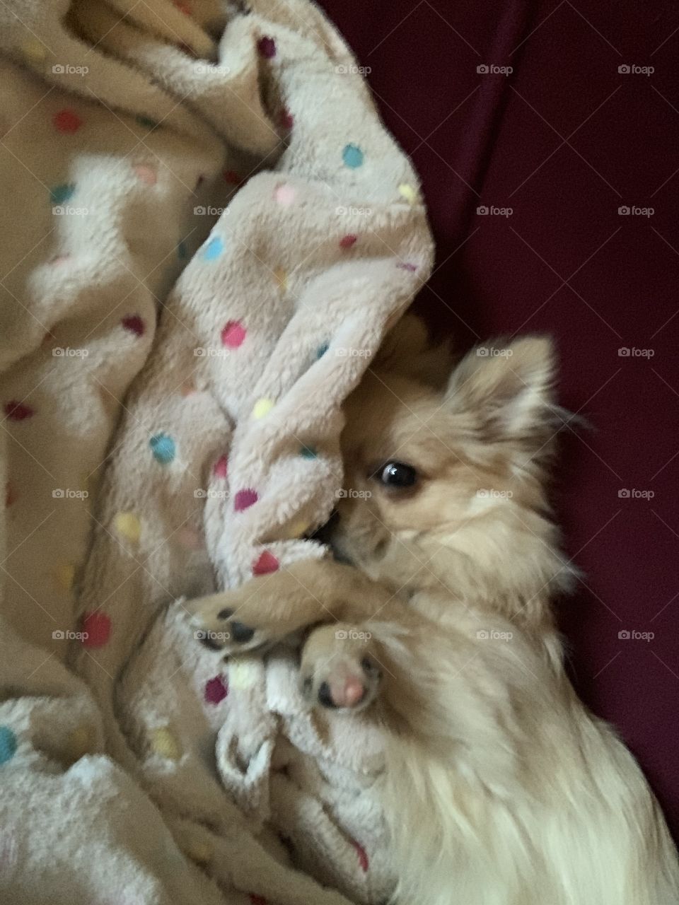 Hide and seek? Or just sleepy? 