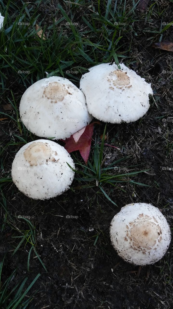 nature mushrooms